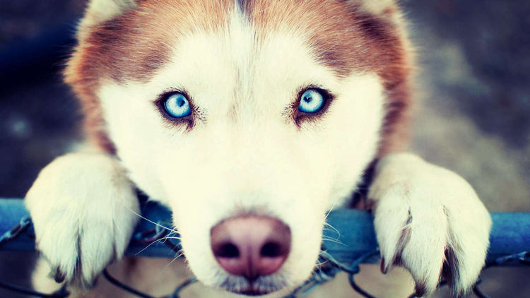 Siberian Husky Dog