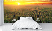 Corn wallpaper Field Aerial at Sunset Wall Mural landscape bedroom