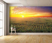 Corn wallpaper Field Aerial at Sunset Wall Mural landscape extra room