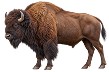 American Bison Realistic Large Wall Decal transparent artwork