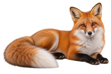 Autumn Red Fox Realistic Large Wall Decal isolated transparent artwork