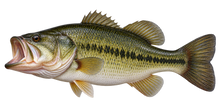 Largemouth Bass Realistic Large Wall Decal transparent artwork