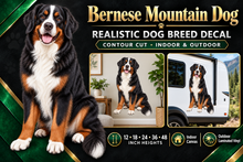 Bernese Mountain Dog decal summary with indoor and outdoor examples — sizes 12 to 48 inches high