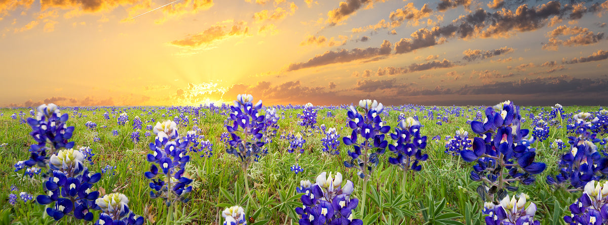 Bluebonnets in the Texas Hill Country Wall Mural