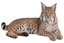 Woodland Bobcat Realistic Large Wall Decal transparent artwork