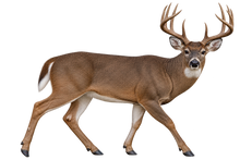 Majestic Whitetail Buck Realistic Large Wall Decal isolated transparent artwork