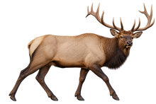 Bull Elk Realistic Large Wall Decal transparent artwork