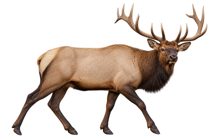 Bull Elk Realistic Large Wall Decal transparent artwork
