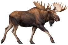Bull Moose Realistic Large Wall Decal transparent artwork
