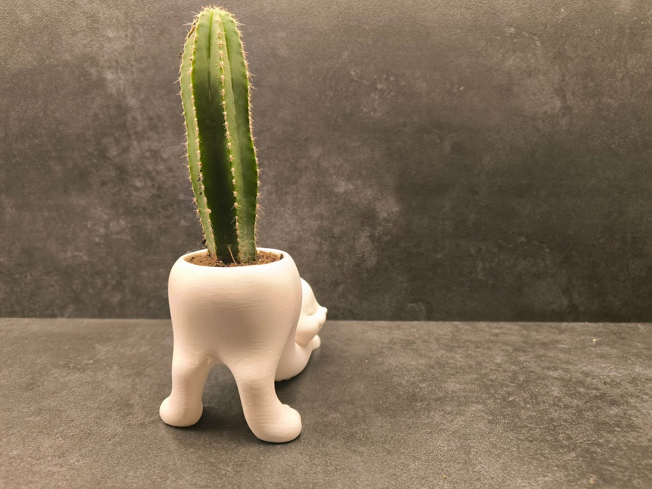 Cat Cactus Planter Display