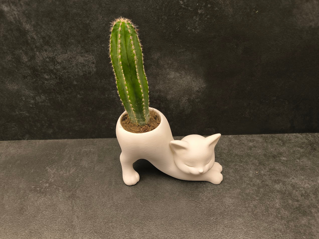 Cat Cactus Planter Display