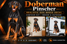 Doberman Pinscher decal summary with indoor and outdoor examples — sizes 12 to 48 inches high