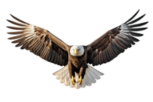 Eyes on You Bald Eagle 5 Large Wall Decal