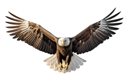 Eyes on You Bald Eagle 5 Large Wall Decal