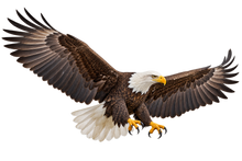 Freedom Flight Bald Eagle Realistic Large Wall Decal isolated transparent artwork