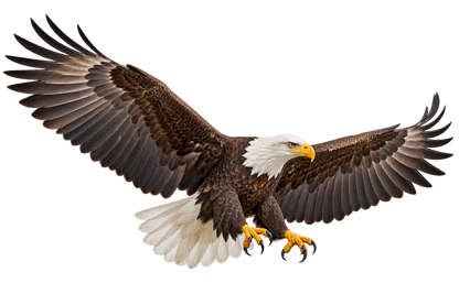 Freedom Flight Bald Eagle Realistic Large Wall Decal isolated transparent artwork