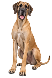 Great Dane realistic full body contour cut dog decal artwork