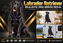 Labrador Retriever decal summary — 12, 18, 24, 36 and 48 inch heights