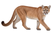 Mountain Lion Realistic Large Wall Decal transparent artwork