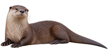 River Otter Realistic Large Wall Decal transparent artwork