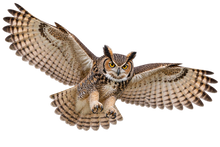 Great Horned Owl Realistic Large Wall Decal transparent artwork