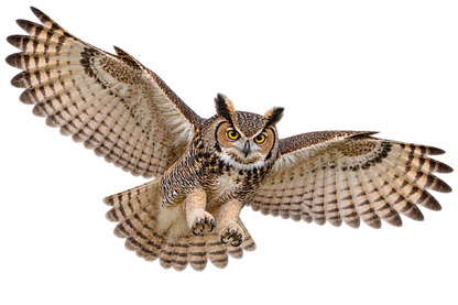 Great Horned Owl Realistic Large Wall Decal transparent artwork