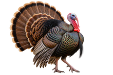 Spring Gobbler Wild Turkey Realistic Large Wall Decal transparent artwork