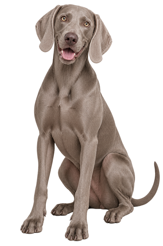 Weimaraner realistic full body contour cut dog decal artwork