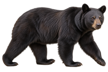 Woodland Black Bear Realistic Large Wall Decal isolated transparent artwork