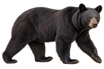 Woodland Black Bear Realistic Large Wall Decal isolated transparent artwork