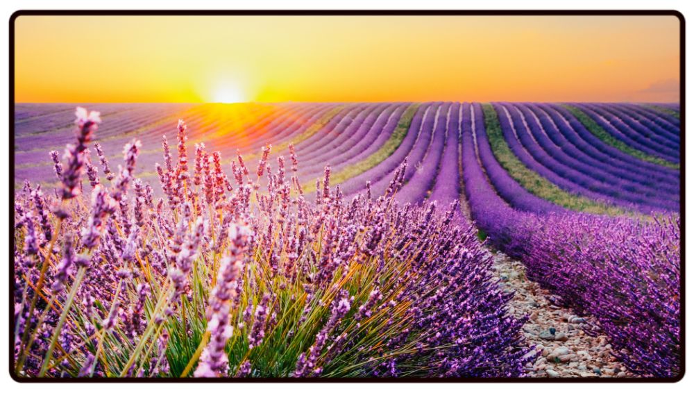 Lavender Field Sunset Desk Mat