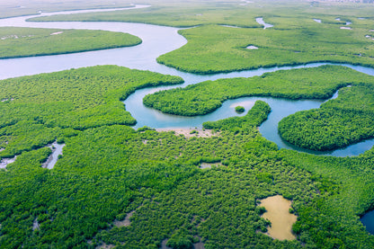 Aerial View Amazon Rain Forest Wall Mural