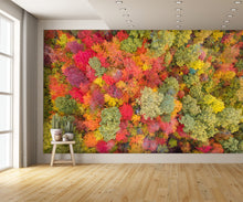 Aerial View Fall Autumn Leaf Foliage Wall Mural