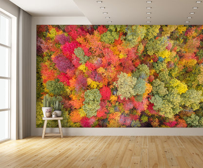 Aerial View Fall Autumn Leaf Foliage Wall Mural