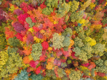 Aerial View Fall Autumn Leaf Foliage Wall Mural