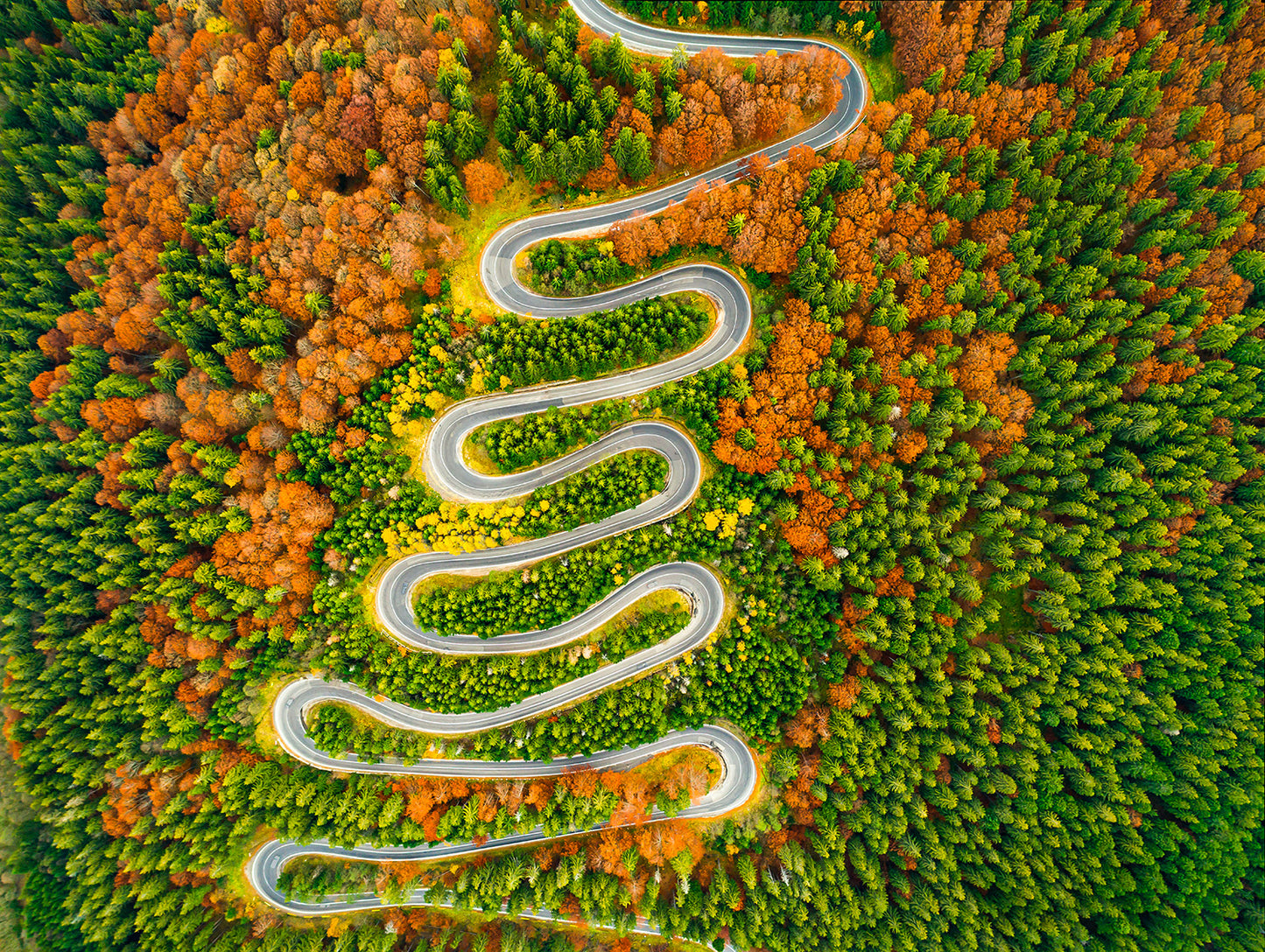 Aerial View Winding Road Autumn Colored Forest Wall Mural