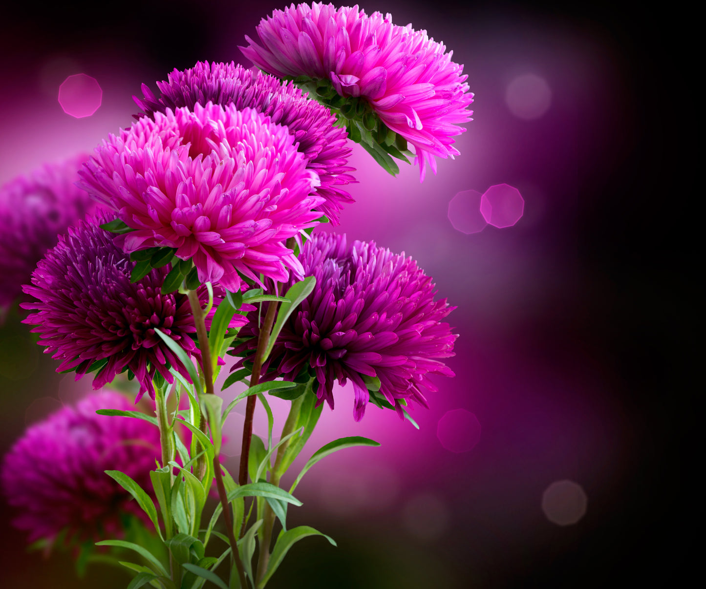 Aster Flowers Art Wall Mural