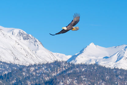 American Bald Eagle Flying Alaska Mountains Wall Mural