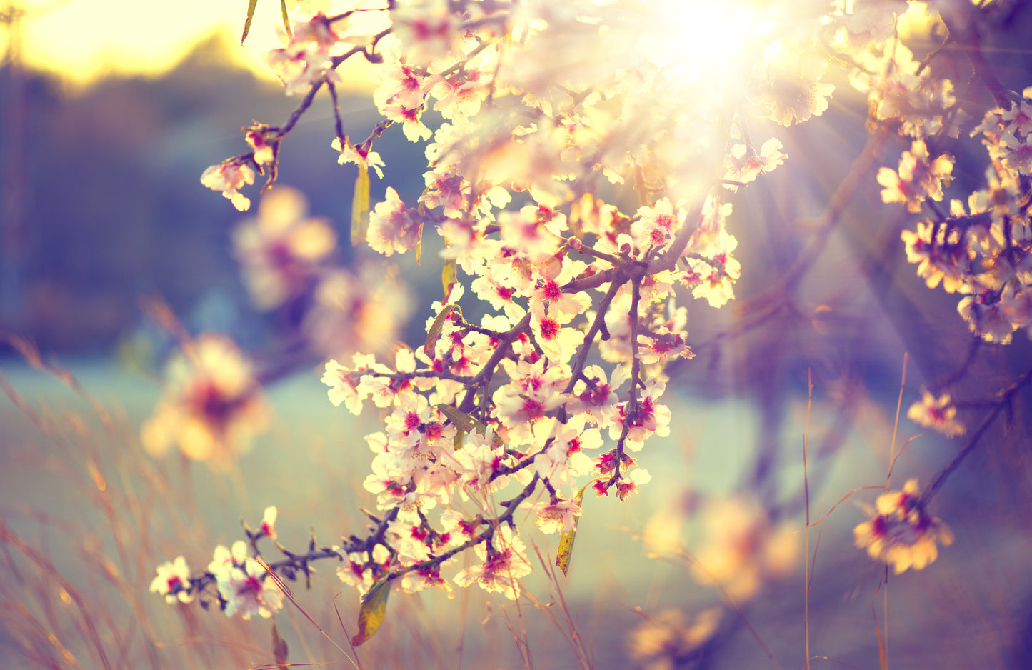 Beautiful Nature Scene with Blooming Tree Wall Mural