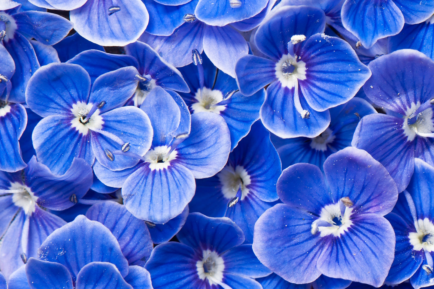 Blue Flower Wall Mural