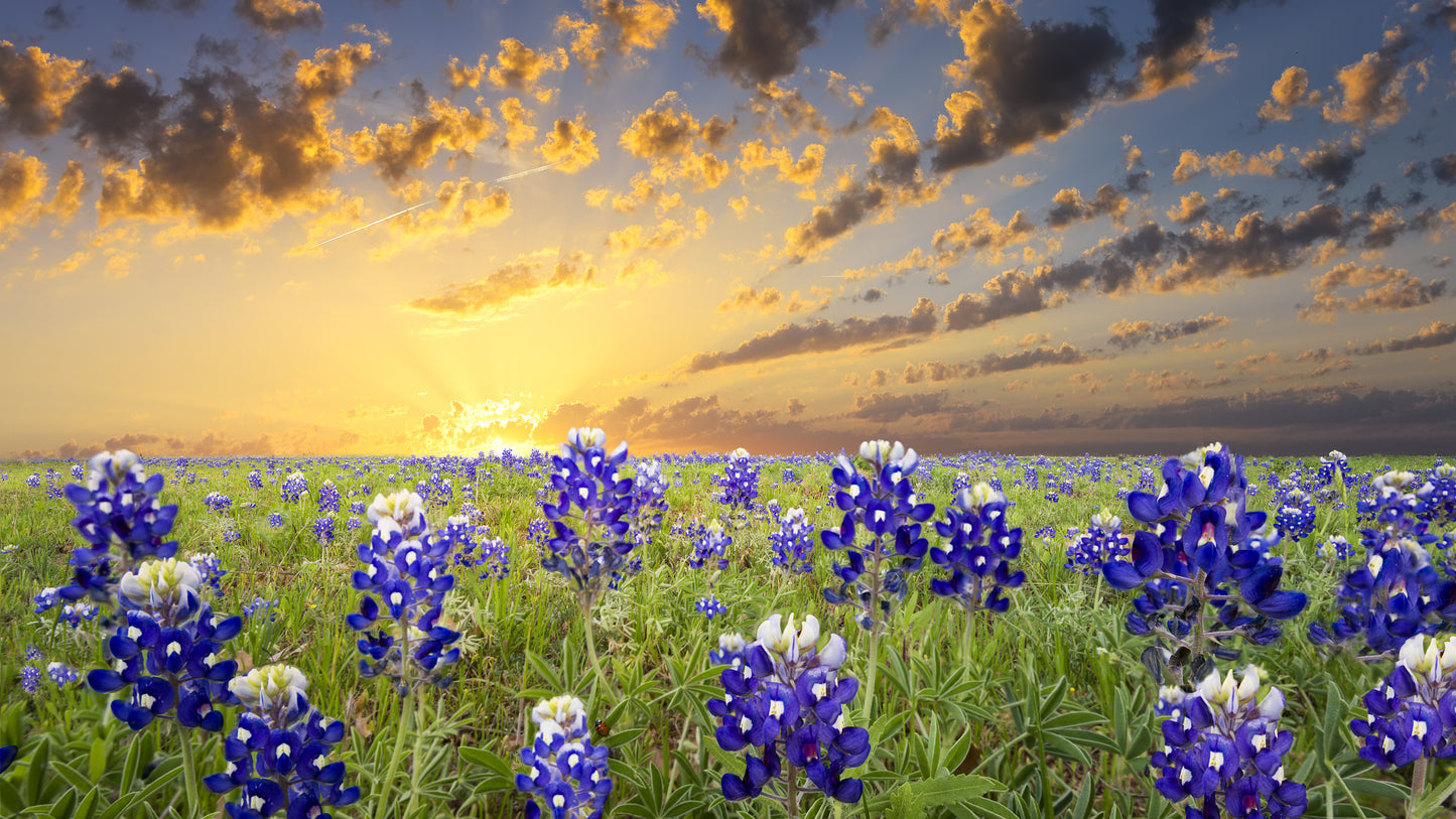 Bluebonnets in the Texas Hill Country Wall Mural