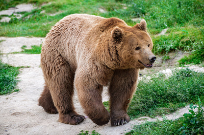 Brown Bear Carpathian Mountains Wall Mural