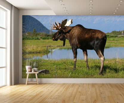 Bull Moose Near Pond Alaska Mountains Wall Mural