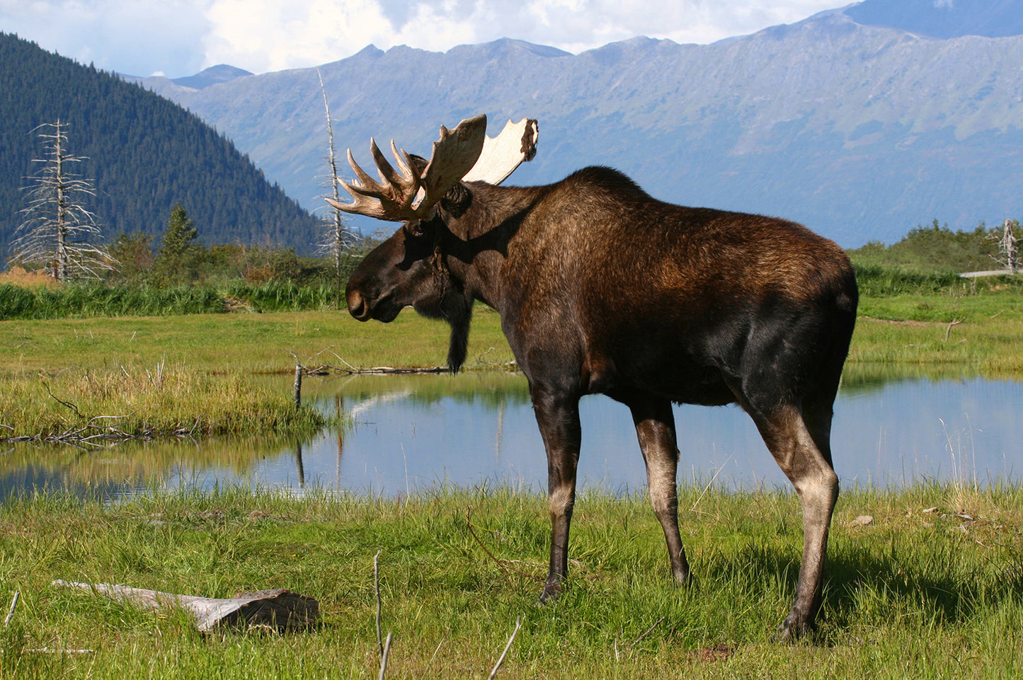 Bull Moose Near Pond Alaska Mountains Wall Mural