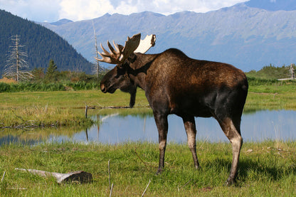 Bull Moose Near Pond Alaska Mountains Wall Mural
