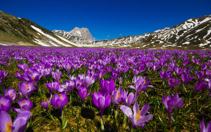 Carpet of Wild Mountain Crocus Flowers Wall Mural