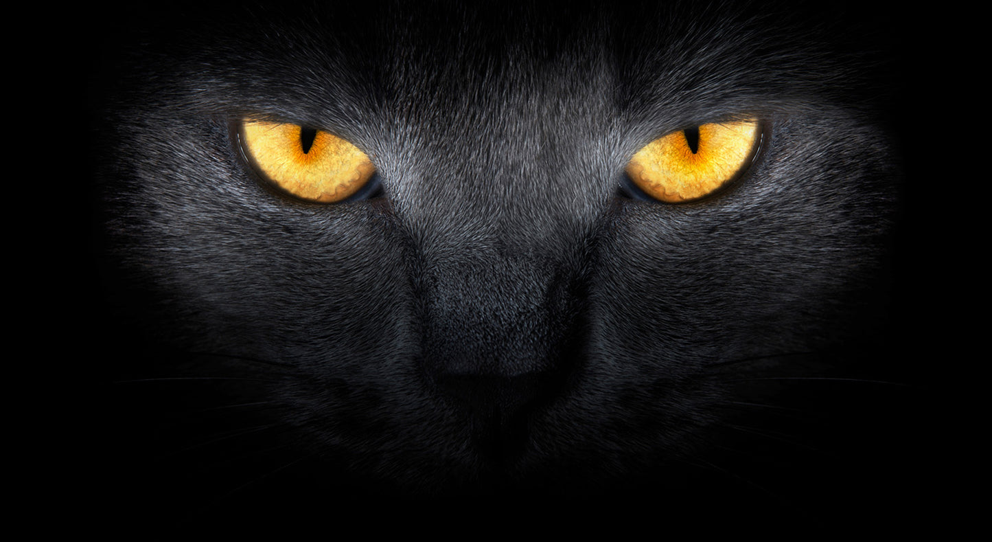 Cats Eyes in the Dark Wall Mural