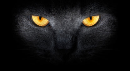 Cats Eyes in the Dark Wall Mural