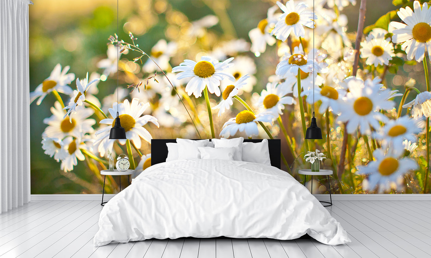 Closeup of Beautiful White Daisy Flowers Wall Mural