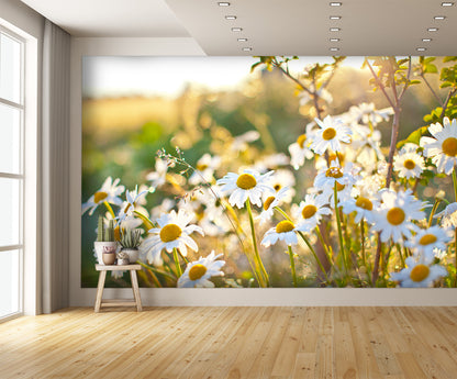 Closeup of Beautiful White Daisy Flowers Wall Mural